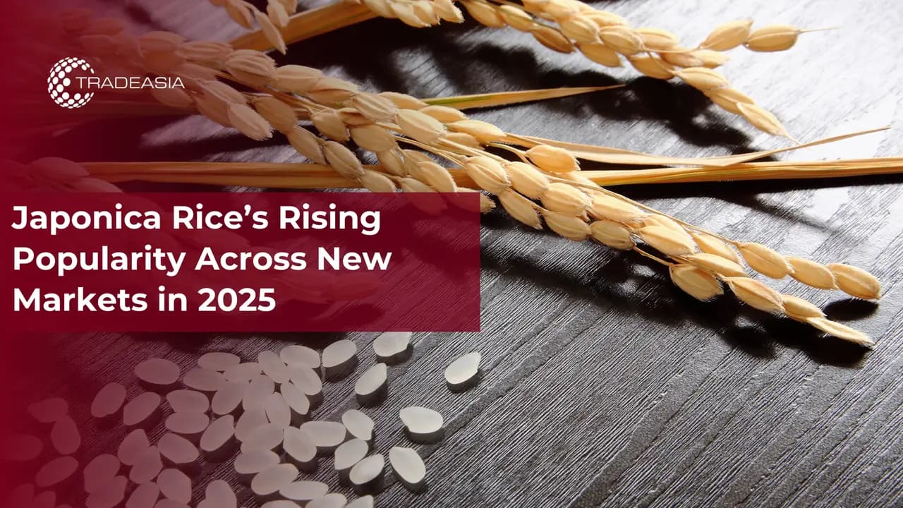 Japonica Rice’s Rising Popularity Across New Markets in 2025